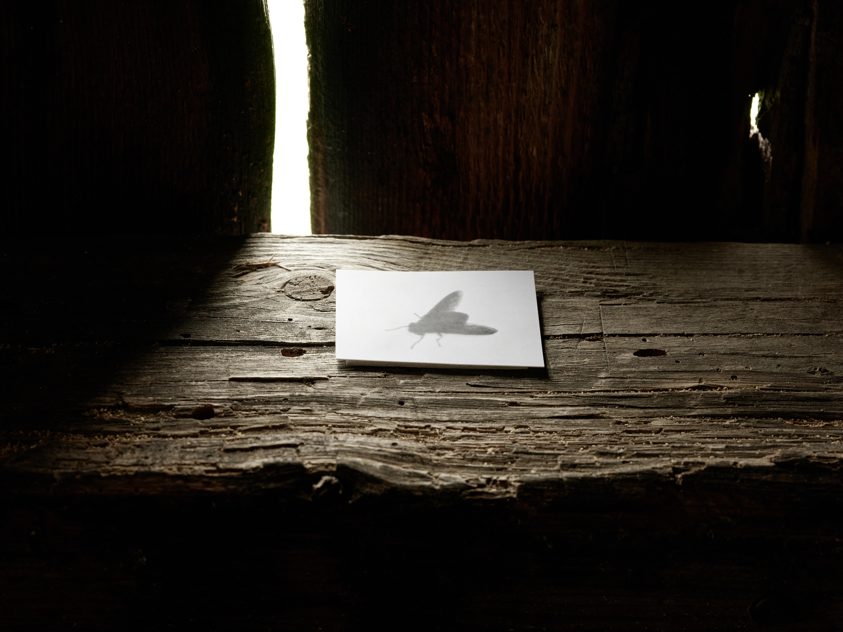 Jochen Lempert – Jochen Lempert – Photographien, 2020 – Foto: David Aebi