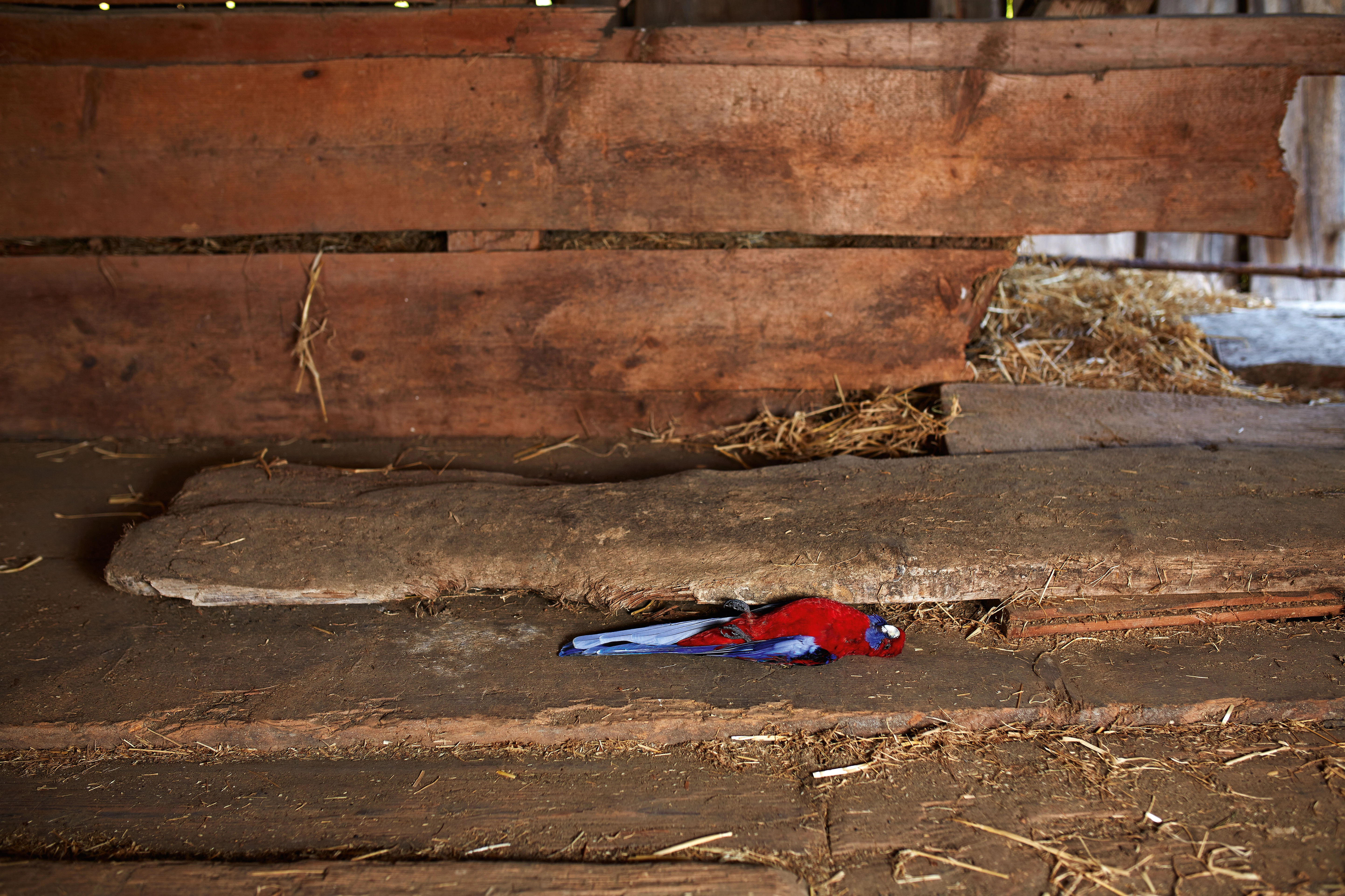 Vanessa Safavi – Der Tanz, 2013 – Foto: David Aebi