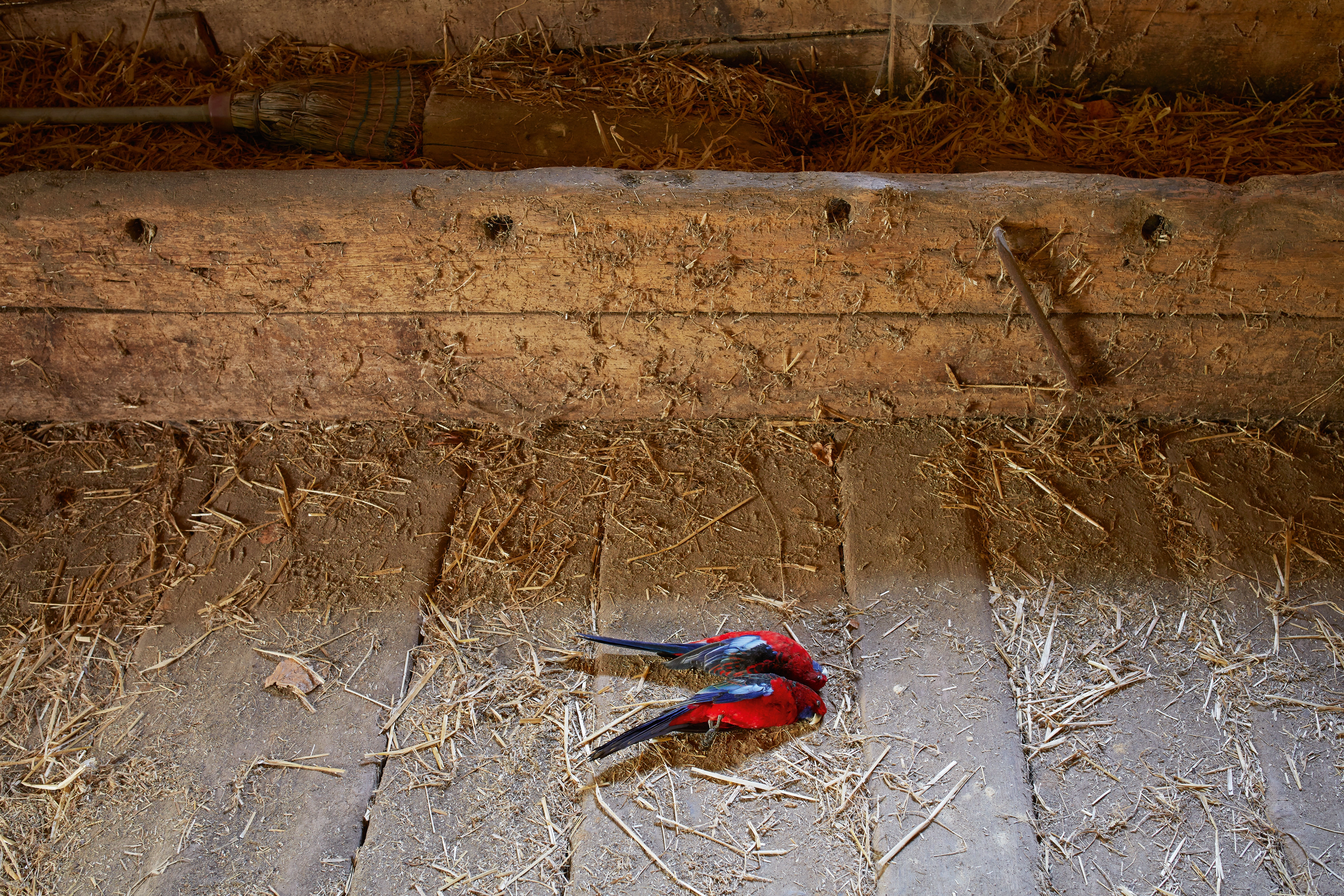 Vanessa Safavi – Der Tanz, 2013 – Foto: David Aebi