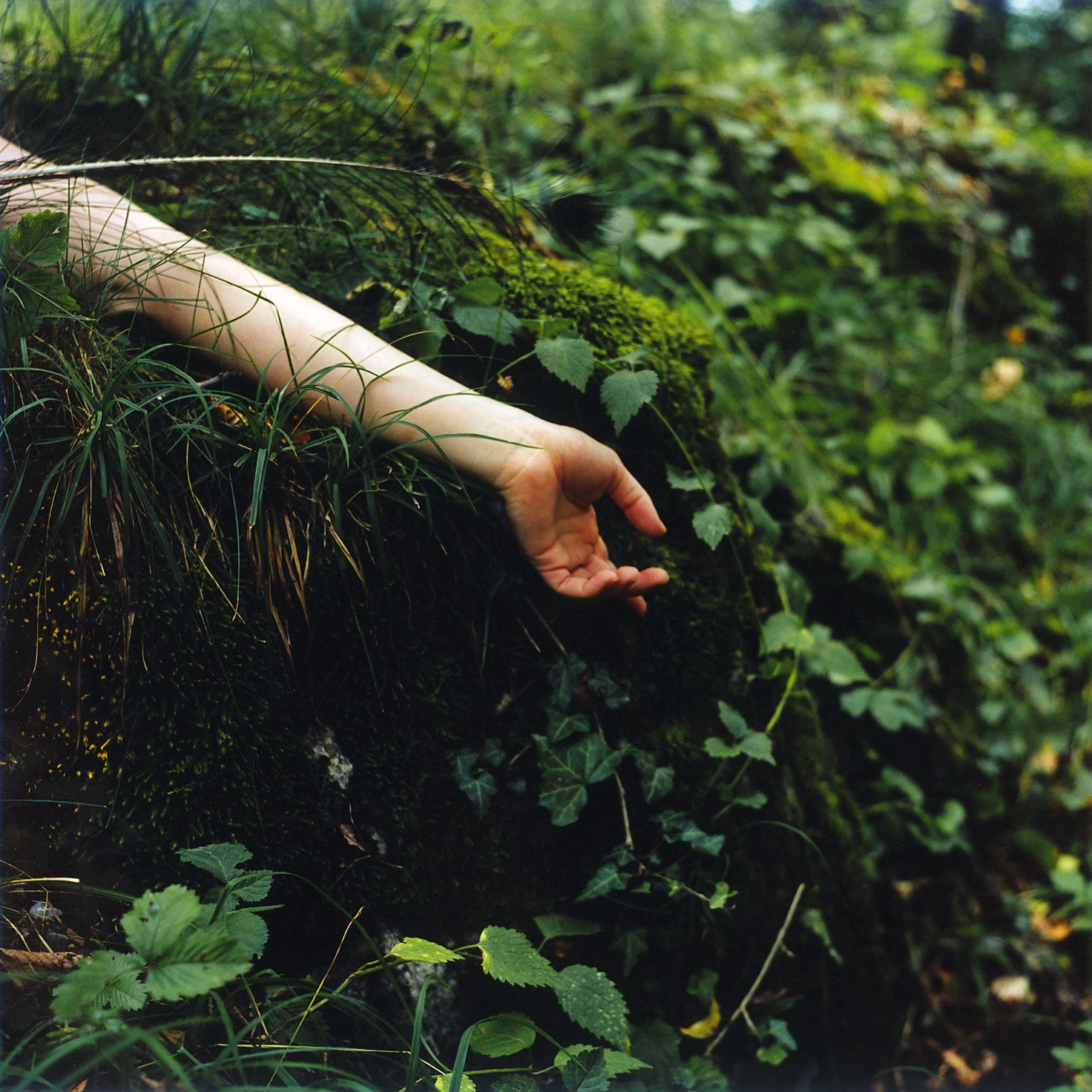 Sarah Rossiter – Amden (Moss, No. ), 2003 – Photo: Sarah Rossiter